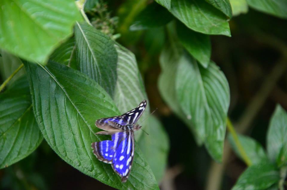 Jak přilákat motýli právě na Vaši zahradu?